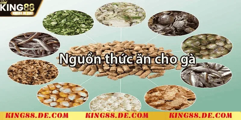 Chế độ ăn uống cho gà chọi mới nở