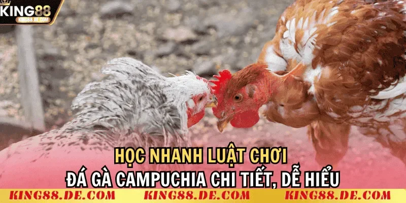 Luật chơi đá gà Thomo Campuchia