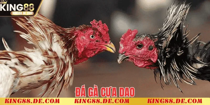 Luật chơi trong đá gà cựa dao